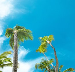 Туры в Доминикану 2026 из Москвы - цена на отдых от туроператора Coral Travel