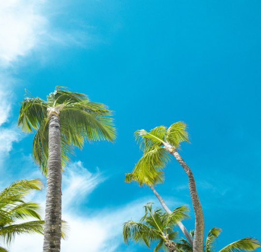 Туры в Доминикану 2026 из Москвы - цена на отдых от туроператора Coral Travel